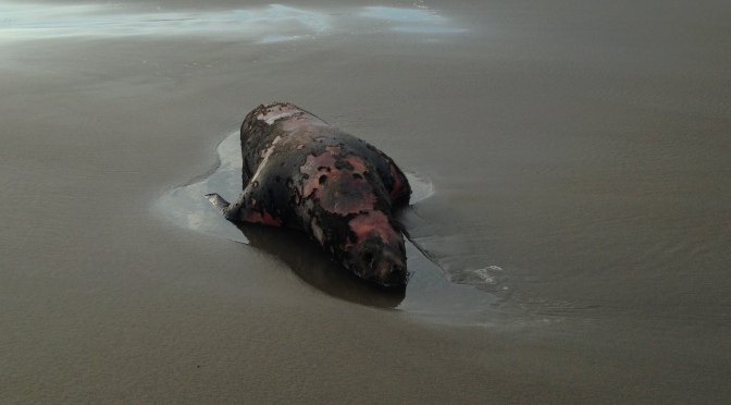 Ver un lobo marino muerto en la playa
